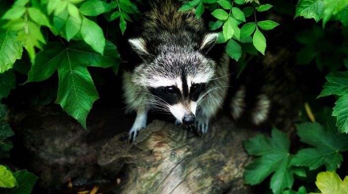 Recognize if You Have a Raccoon Problem